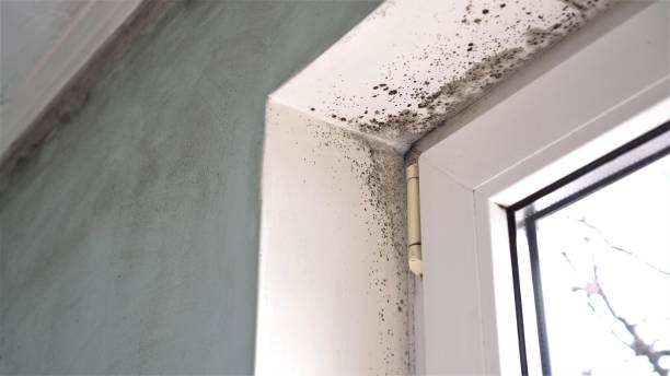 Mold Testing and Removal in Roosevelt, NY