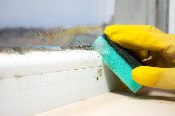 Best Professional Mold Removal  in Roosevelt, NY