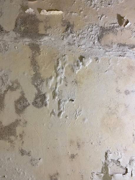Professional Mold Removal in Roosevelt, NY