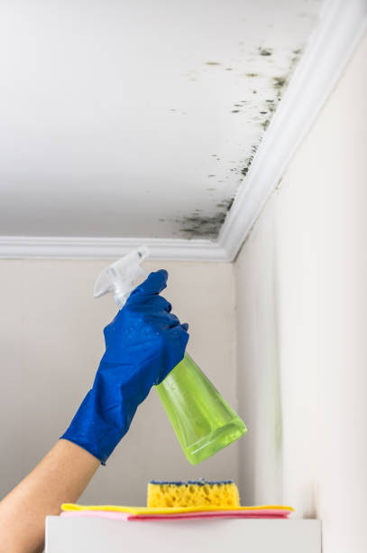 Best Home Mold Removal  in Roosevelt, NY