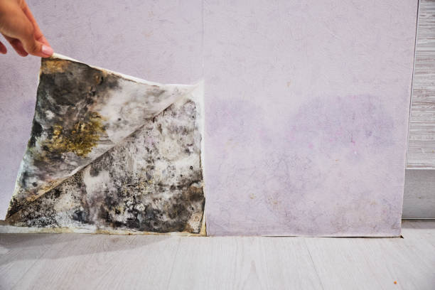 Best Mold Remediation  in Roosevelt, NY